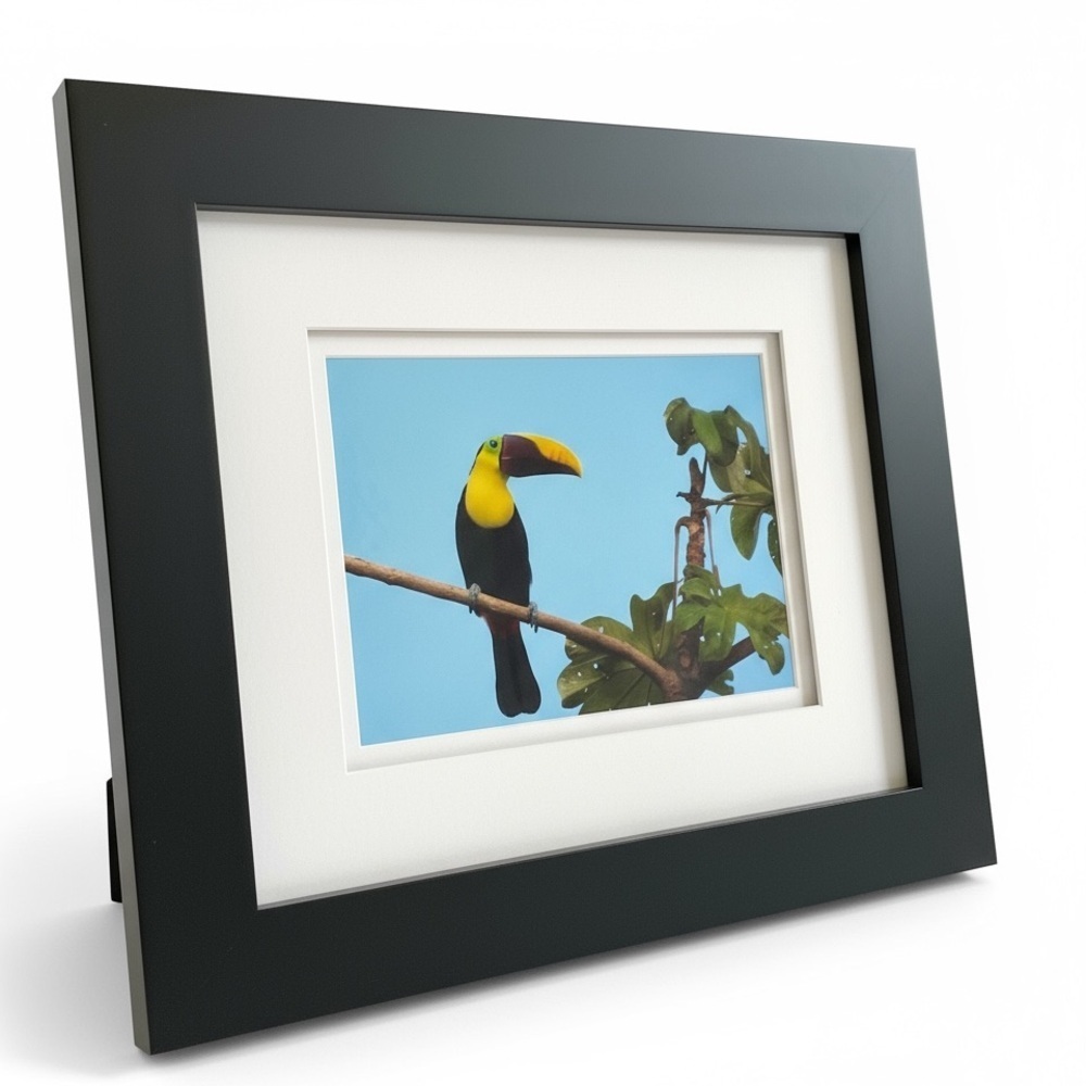 Photo of a Toucan, nicely framed and double matted, bright, and colorful
